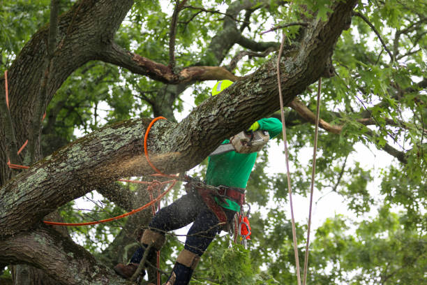 Leaf Removal in Kraemer, LA