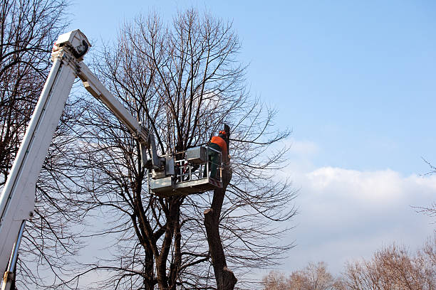 Trusted Kraemer, LA Tree Services Experts